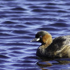 Ducks glide along the Bredasdorp dam